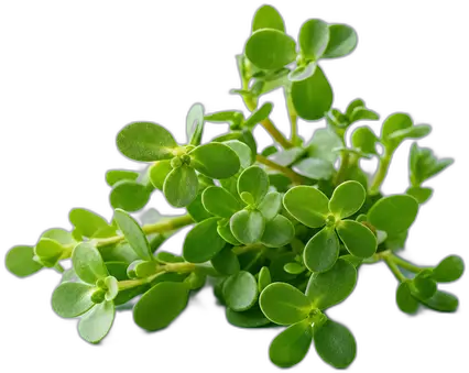 Bacopa Monnieri
