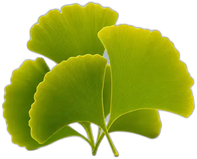 Ginkgo Biloba