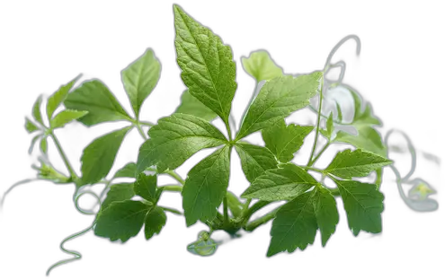 Gynostemma Pentaphyllum